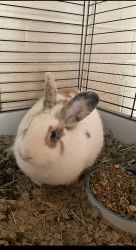 Bunny to loving home!