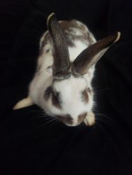I have 2 cute rabbits they truly love each other. But i have to sell