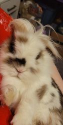 Rehoming lionhead bunny