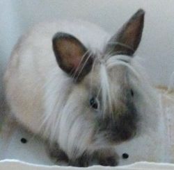 9 month old Siamese lion head bunny