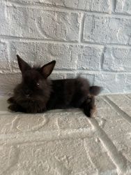 Adorable black dwarf bunny baby