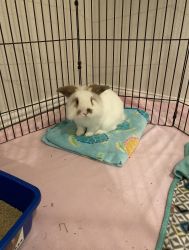 Sweet rabbit to needs forever home