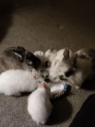 Adorable Bunnies looking for forever homes