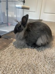 Rabbit for adoption