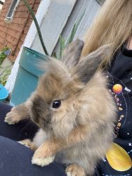 Lion head rabbits and bunnies