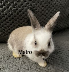 Lion head, Holland lop mixed- 8 week old