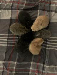61 MONTH OLD RABBITS FOR SALE