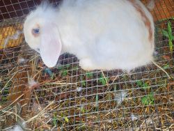 Purebred Lionhead Baby Bunnies for Sale