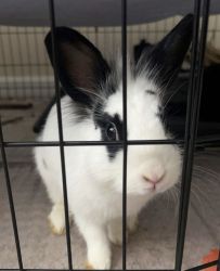Female Rabbit For Adoption