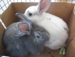 Two beautiful sister bunnies