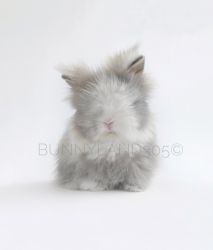 Lionhead Rabbit for Sale In Boca Raton