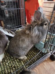 8 female rabbits for sale