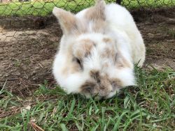 White and brown lion head rabbit