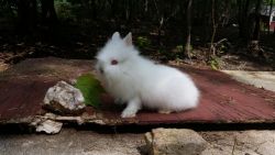 Holland Lop and Lionhead