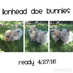 Lionhead Doe Bunnies ðŸ‡
