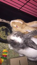 Free rabbits to good home