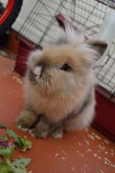 LionHead looking for a loving family