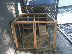 Lionhead with Outside Hutch