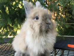 handsome lionhead bunny rabbit looking for family home!!