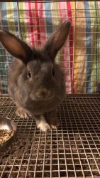 BABY BUNNY LIONHEAD FOR SALE