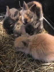 beautiful baby lionhead bunnies