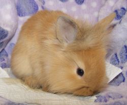Lionhead bunny - gold in color; male