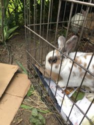 Beutiful Lop Eared and Lionhead Mix Baby Bunny Needs a New Home