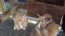 bunny rabbits for sale