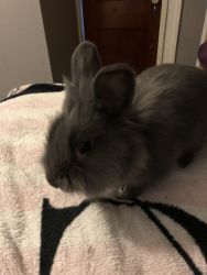 1yr male bunny needs rehoming