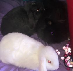 3 female bunnies