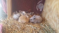Lionhead baby bunnies for sale to good home
