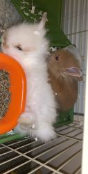 2 Lionhead Rabbits for sale!
