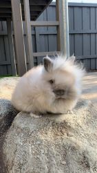 Lionhead bunny for sale