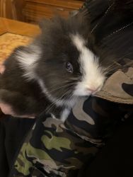 Lion head baby bunny for sale