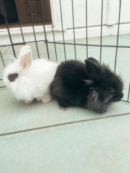 Two Lionhead Rabbits for Sale