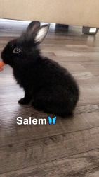 Rabbit for Sale