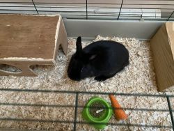 6 month old female bunny