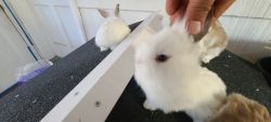 Cute bunnies & rare breed