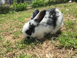 2 month old rabbit