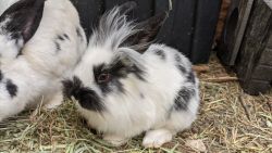Several 8 week old bunnies available
