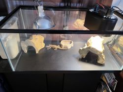 2 Uromastyx with set up