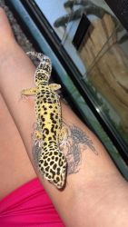 Female leopard gecko