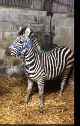 Male andfemale zebra for sale
