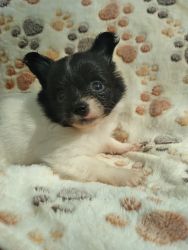 Longhair Chihuahua Puppies!