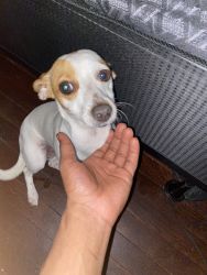 Girl puppy Chihuahua for sell