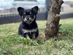 Purebred Chihuahua Male puppy ( longhair)