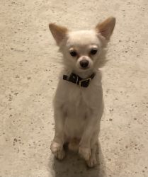 2 year old chihuahua stud