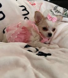 Adorable Chihuahua Girl Looking for a Loving Home