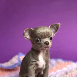 Teacup Chihuahua Puppies