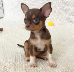Chihuahuh Puppies Available
